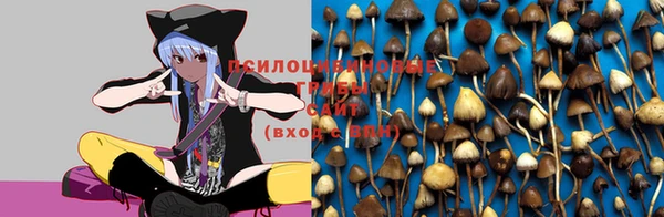 шишки Верея